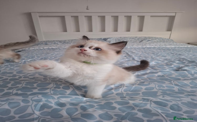 Ragdoll cats - Advert 11