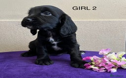 Sprocker dogs for sale: My sweet peas SPECIAL indeed x - Image 25