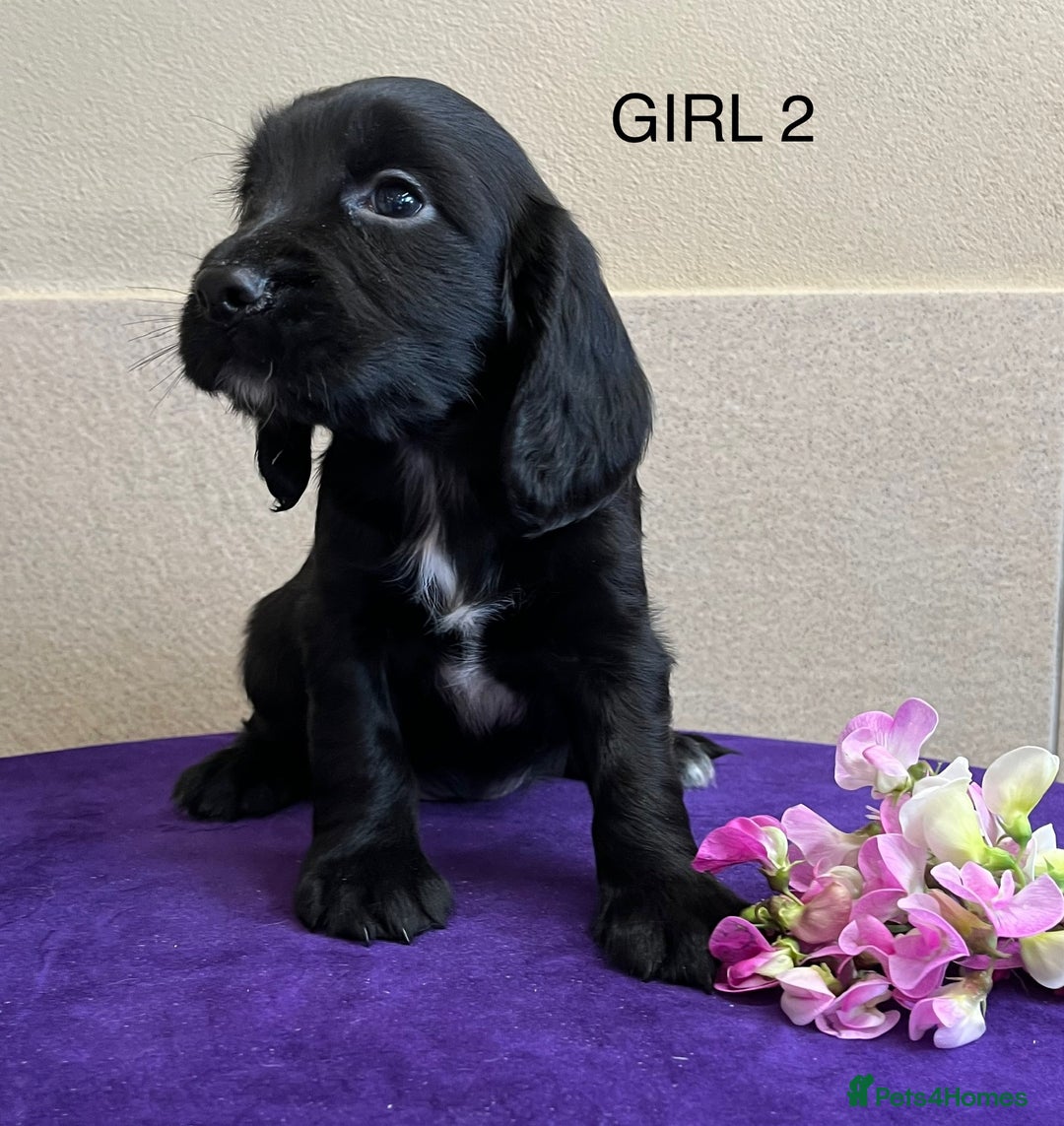 Sprocker dogs for sale: My sweet peas SPECIAL indeed x - Image 25