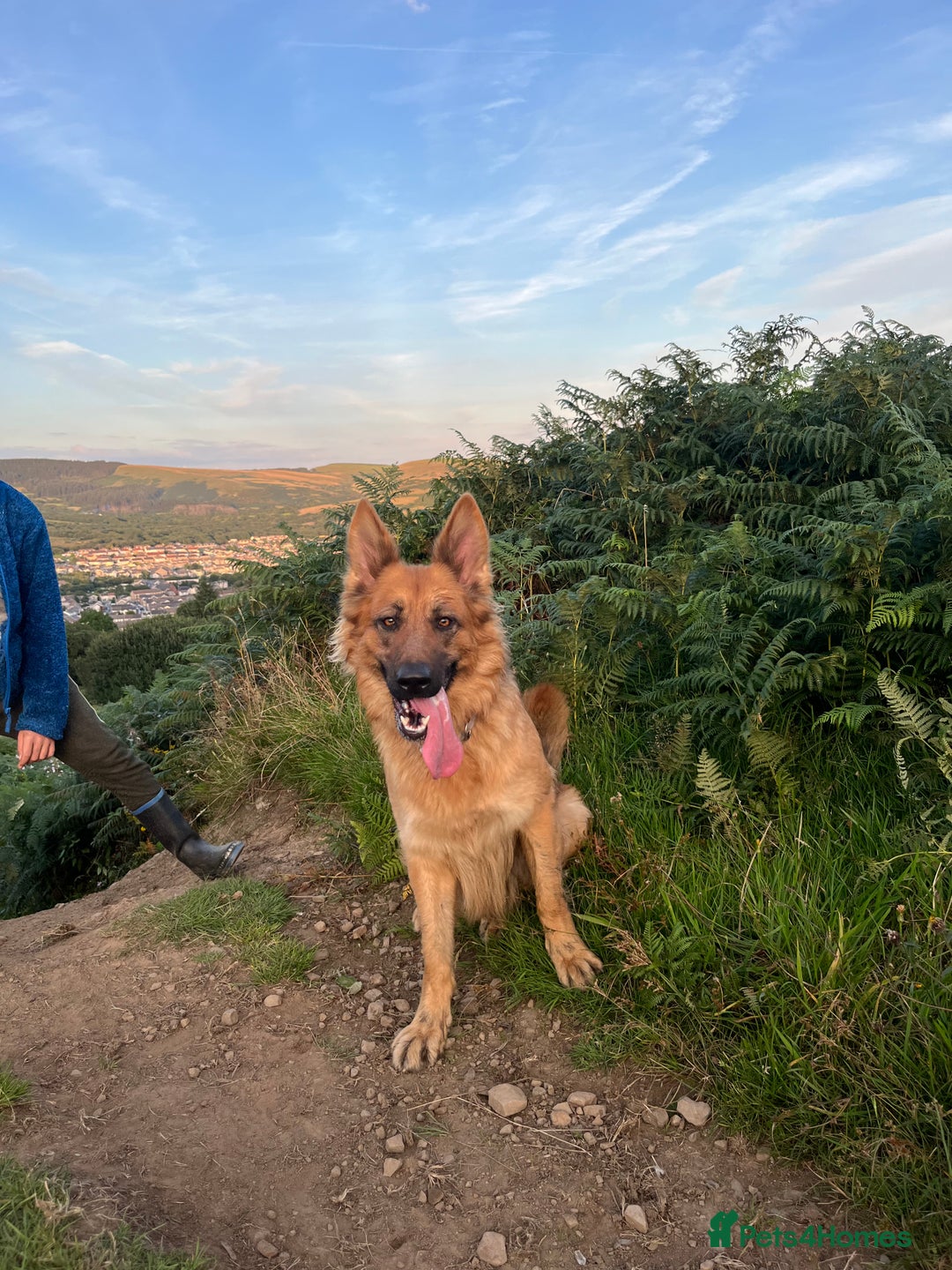 German Shepherd dogs for sale: Beautiful GSD pups - Image 28