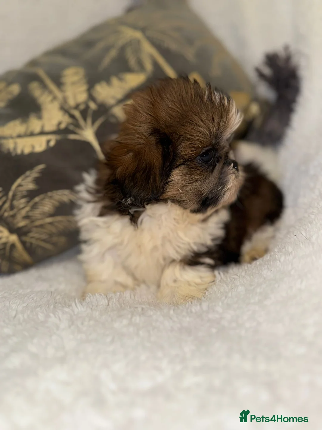 Shih Tzu dogs for sale: 🩷 Stunning Tiny KC Shih Tzu Puppies 💙 - Advert 15