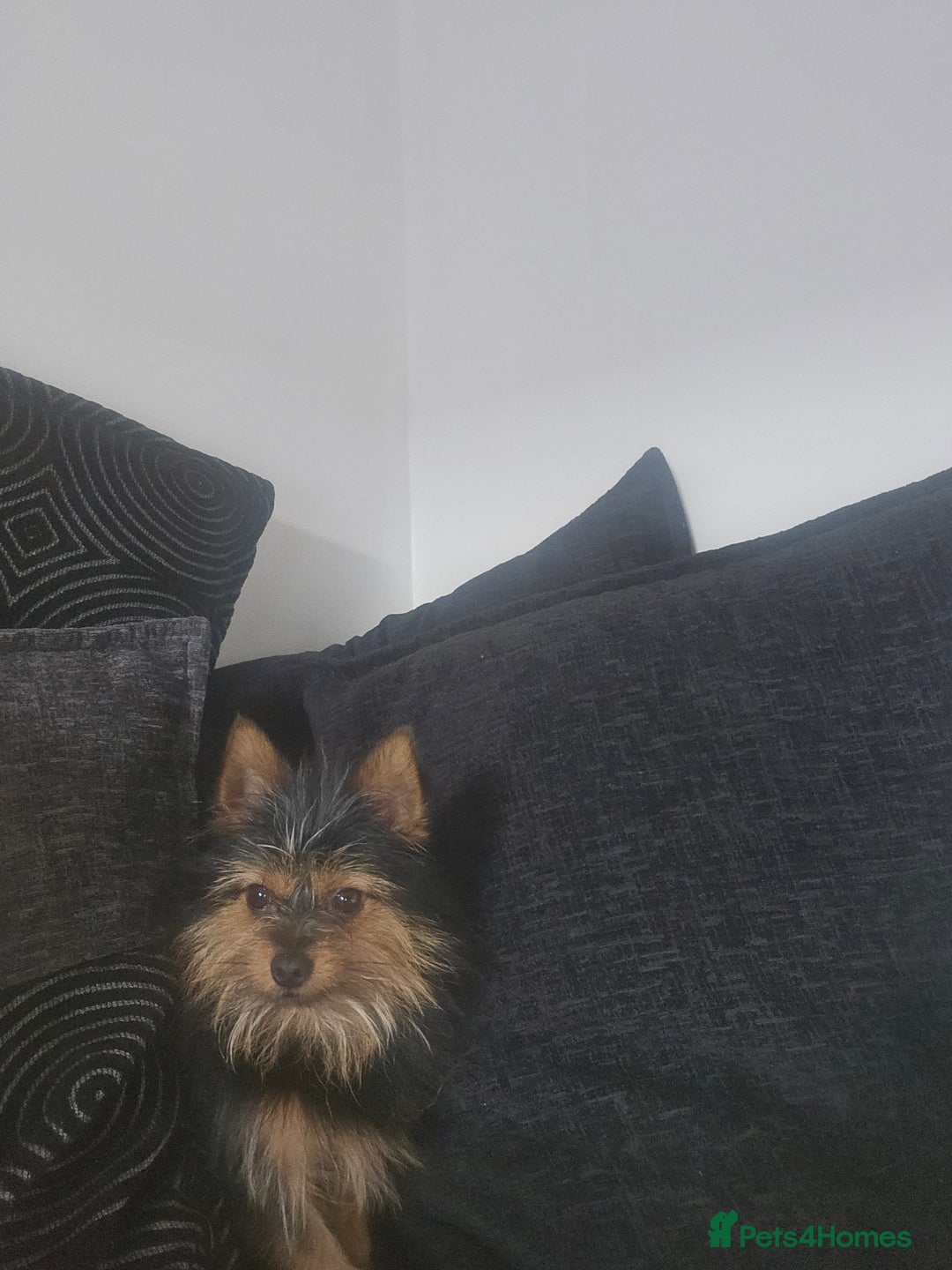 Yorkshire Terrier dogs for stud: Yorkiepom - Image 1