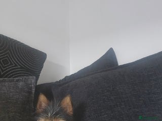 Yorkshire Terrier dogs for stud - Advert 1