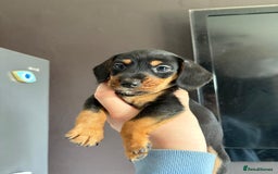 Dachshund dogs for sale: Minature dachshund puppies  - Image 17