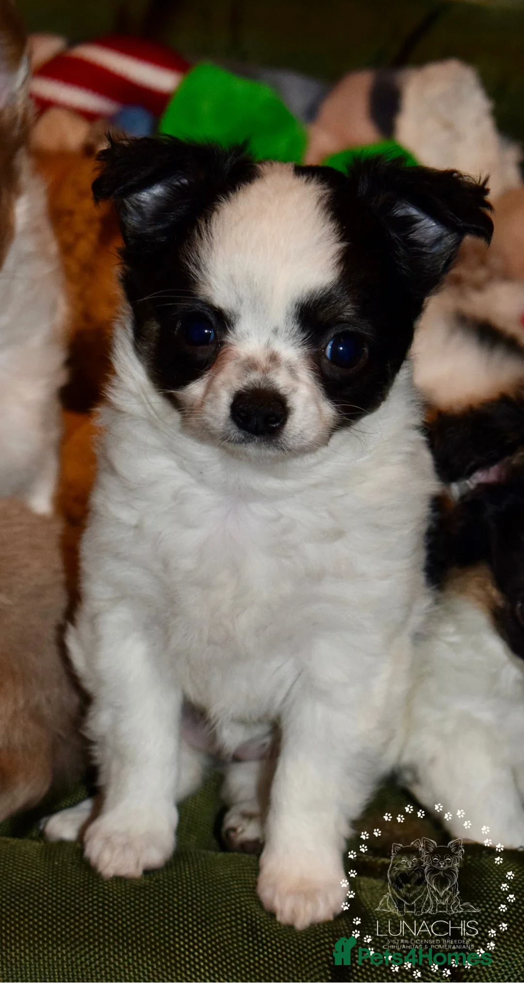 Chihuahua dogs for sale: Long coat chihuahua puppies  - Advert 8