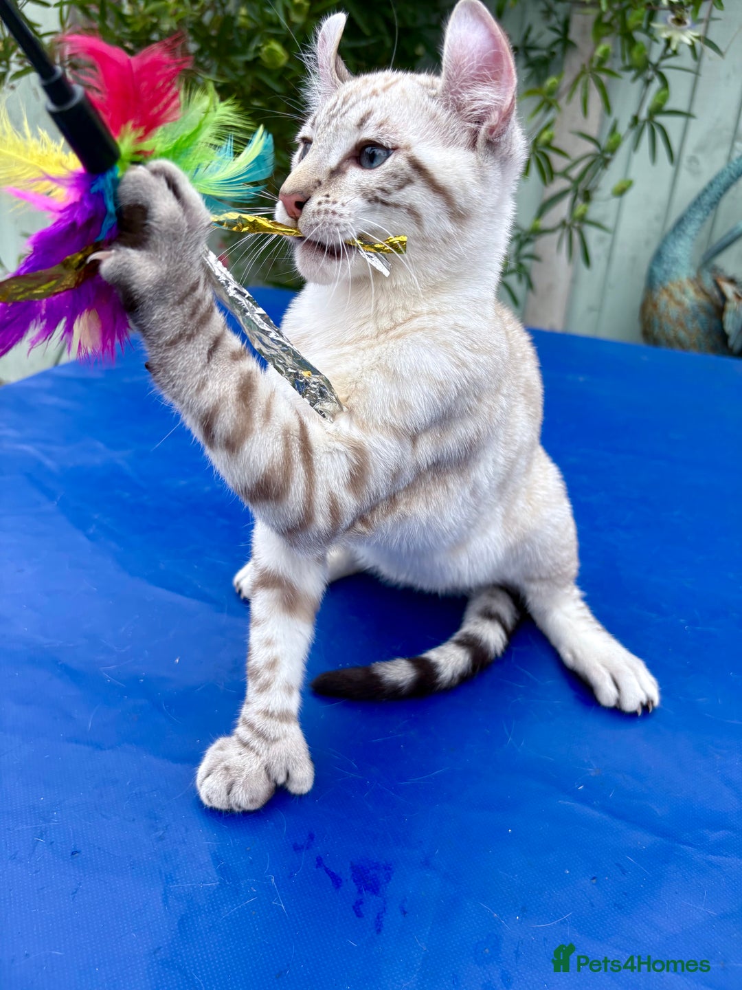 Keetso cats for sale: Breath taking polydactyl curled eared girl  - Image 13