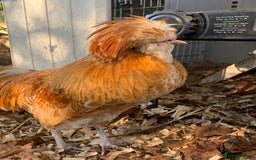 Chickens poultry for sale: Polish cockerel free to collector  - Advert 3
