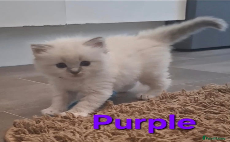 Ragdoll cats - Advert 11