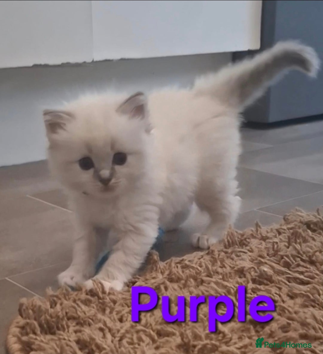 Ragdoll cats for sale: 2 female blue point ragdoll kittens  - Image 1