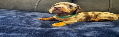 Dachshund 2