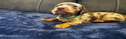 Dachshund dogs for sale: Stunning Standard Datchhound puppies    in Carmarthen - Advert 6