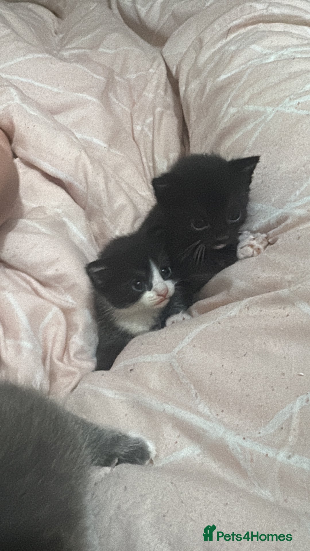 Mixed Breed cats for sale: 3 kittens for Sale  - Advert 7