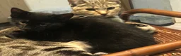 Mixed Breed cats for sale: Five Kittens (Four females, One male) - Advert 7