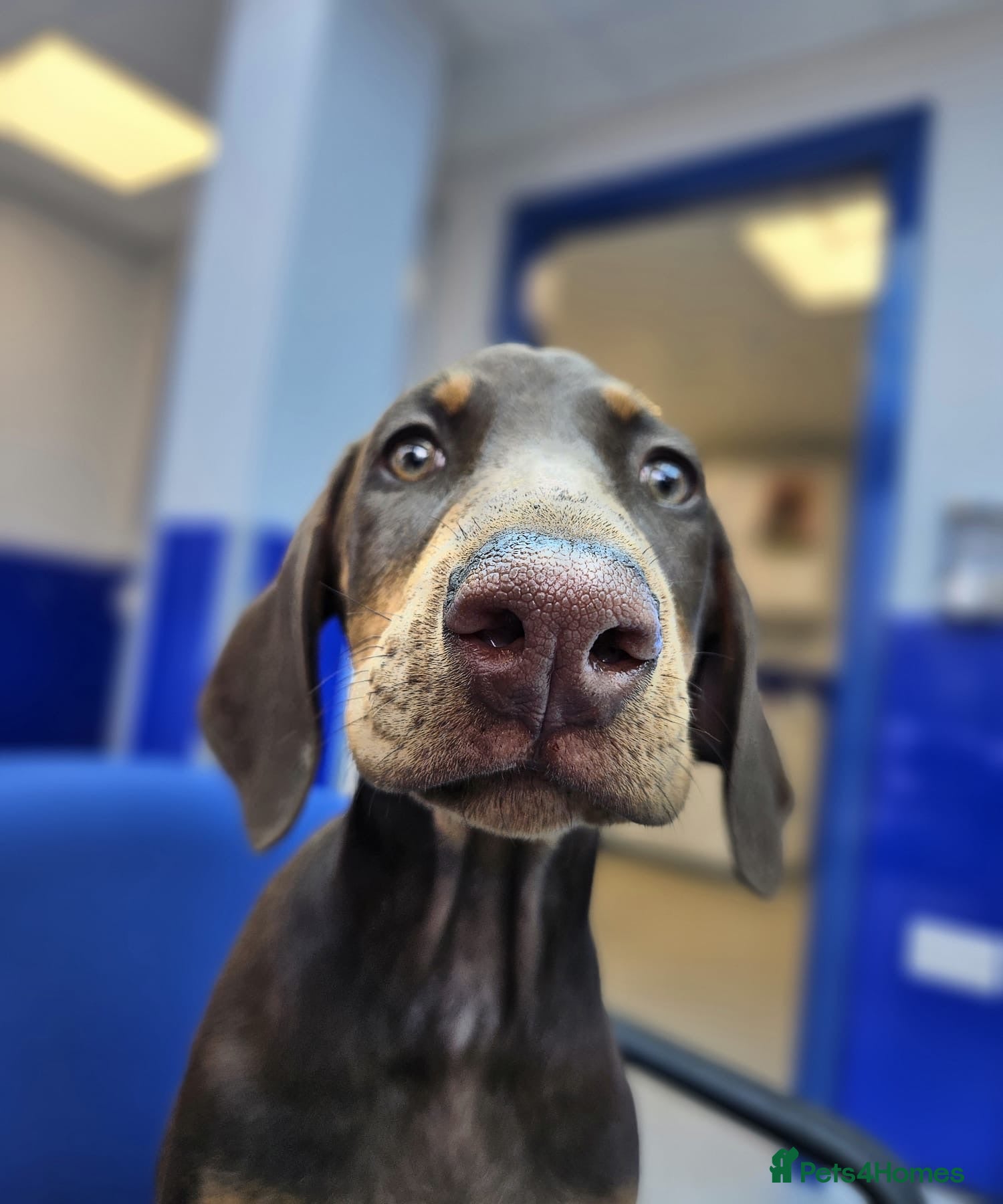 Dobermann dogs 💝🐾 Ready Now Chunky KC Registered pups 🐾 💝 - Advert 1