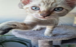 Bengal cats for sale: Snow Boy Ready to go - Image 1