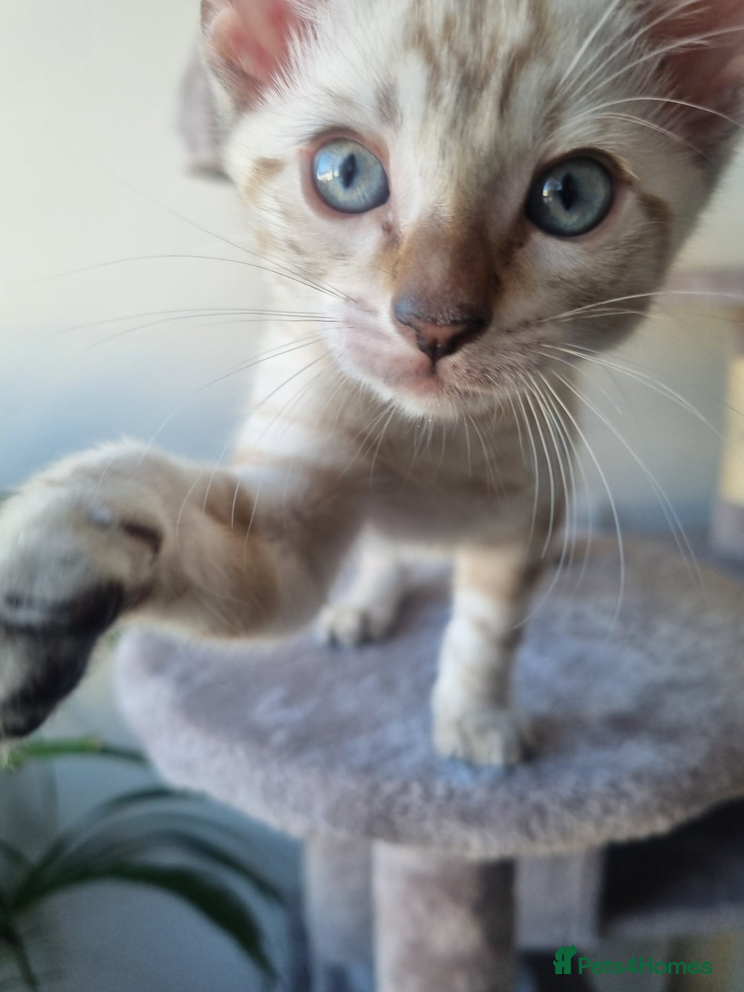 Bengal cats for sale: Snow Boy Ready to go - Image 1