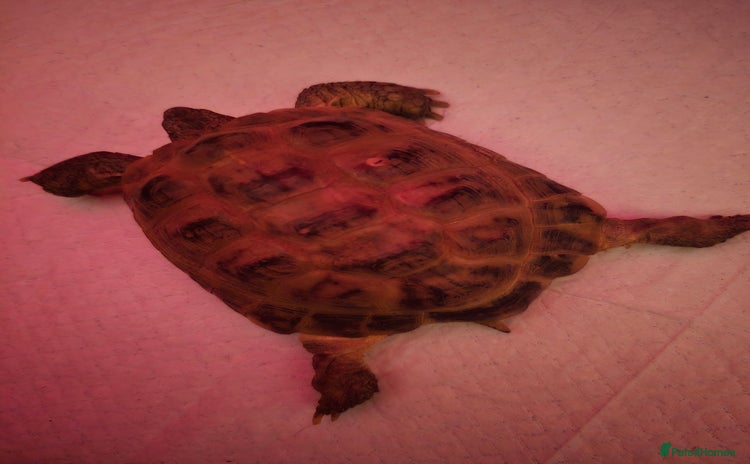 Tortoise reptiles - Advert 1