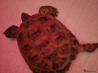 Tortoise reptiles - Advert 3