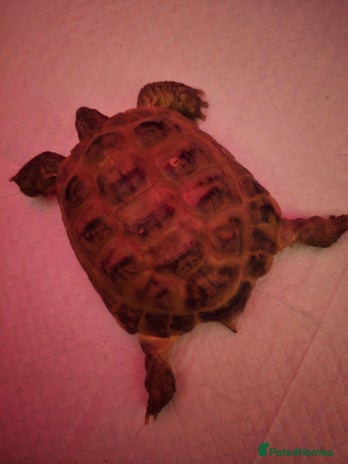 Tortoise reptiles - Advert 1
