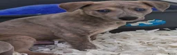 Whippet dogs for sale: Beautiful Whippet Puppies. - Advert 6