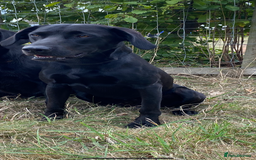 Labrador Retriever dogs for stud: KC registered, health checked, proven stud dog! in Radstock - Image 3