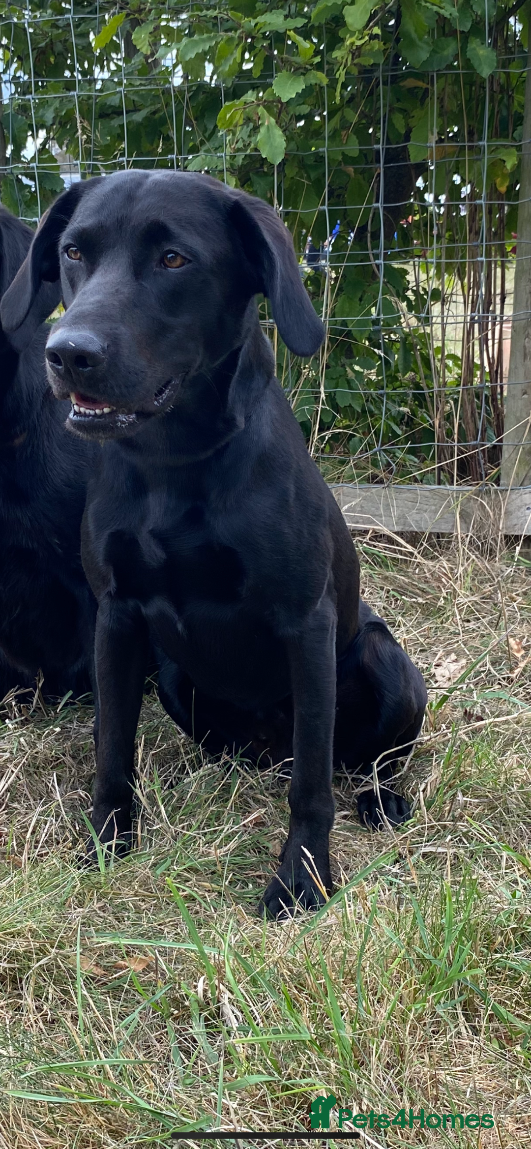 Labrador Retriever dogs for stud: KC registered, health checked, proven stud dog! in Radstock - Image 3