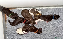Standard Poodle dogs for sale: KC Standard Poodle Waiting List  - Image 2