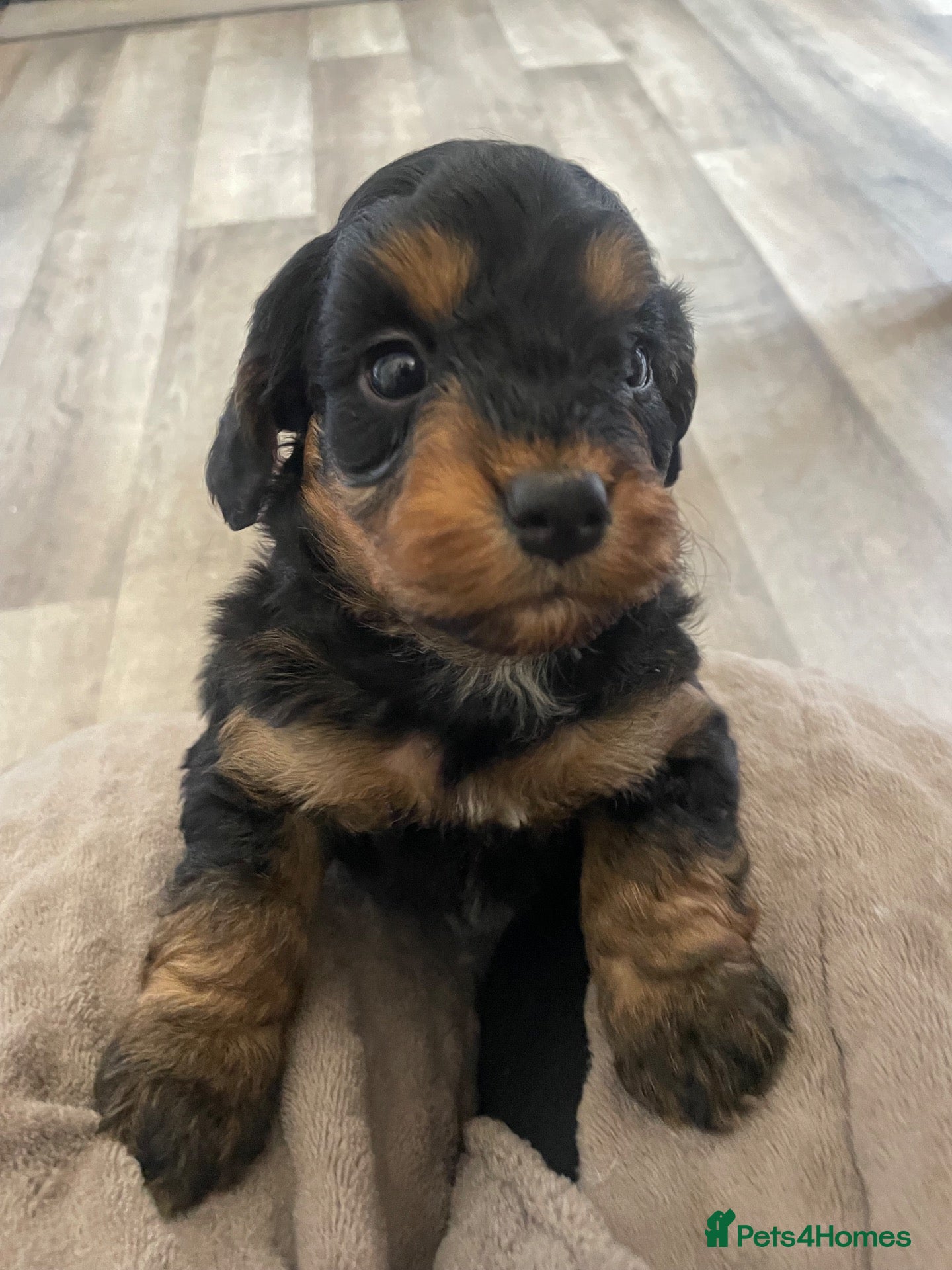 Cockapoo dogs for sale: 5 Miniture Cockerpoo pups  - Advert 2