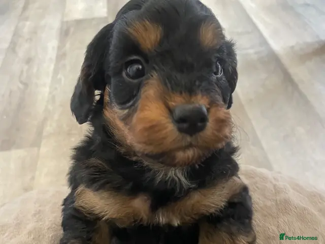 Cockapoo dogs for sale: 5 Miniture Cockerpoo pups - Advert 2