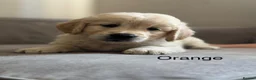 Golden Retriever dogs for sale: Health tested, KC reg Golden retriever puppies - Advert 16
