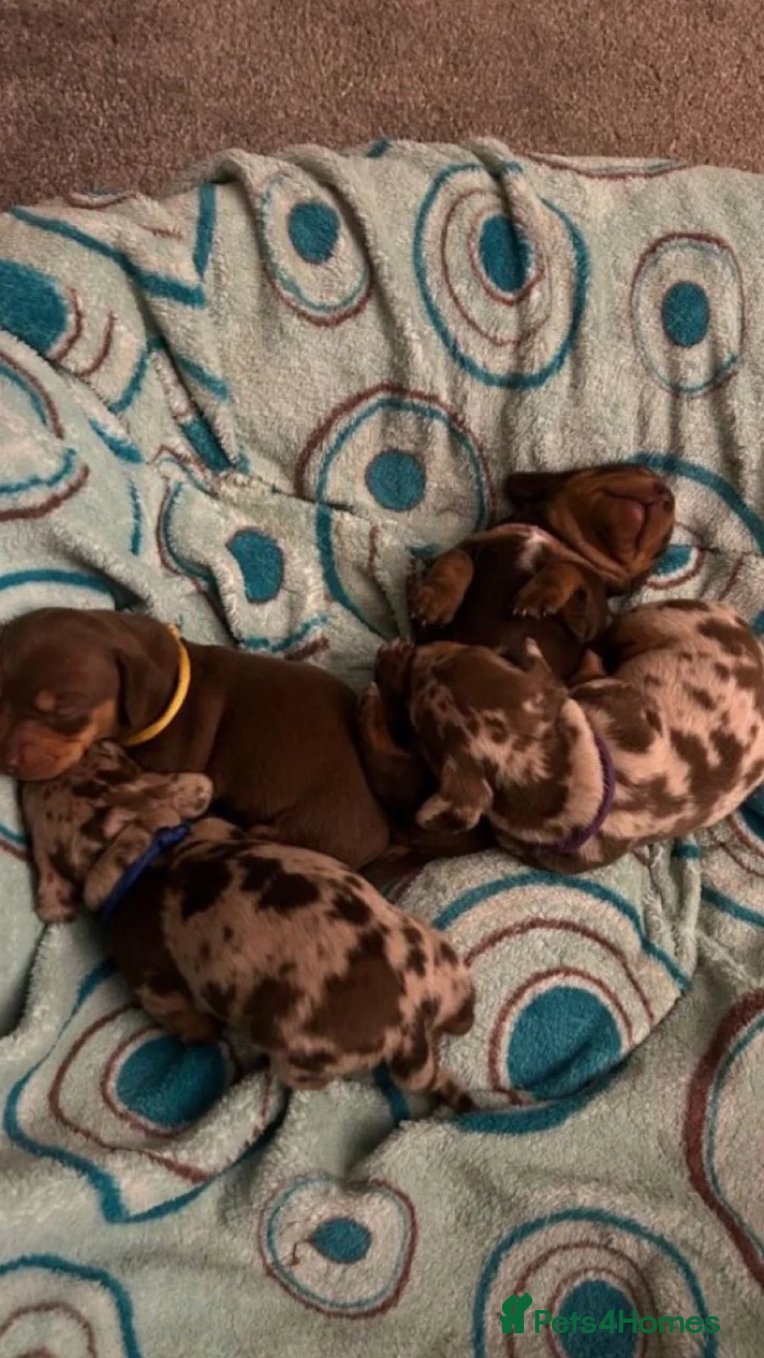 Miniature Dachshund dogs for sale: 🌟 Exceptional Miniature Dachshund Puppies - Advert 2