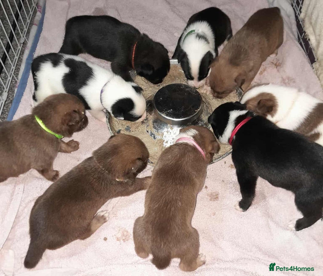 Mixed Breed dogs for sale: American Bulldog x Siberian Husky - Image 1
