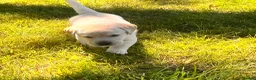 Labrador Retriever dogs for sale: Fabulous blonde Labrador puppies  - Advert 25