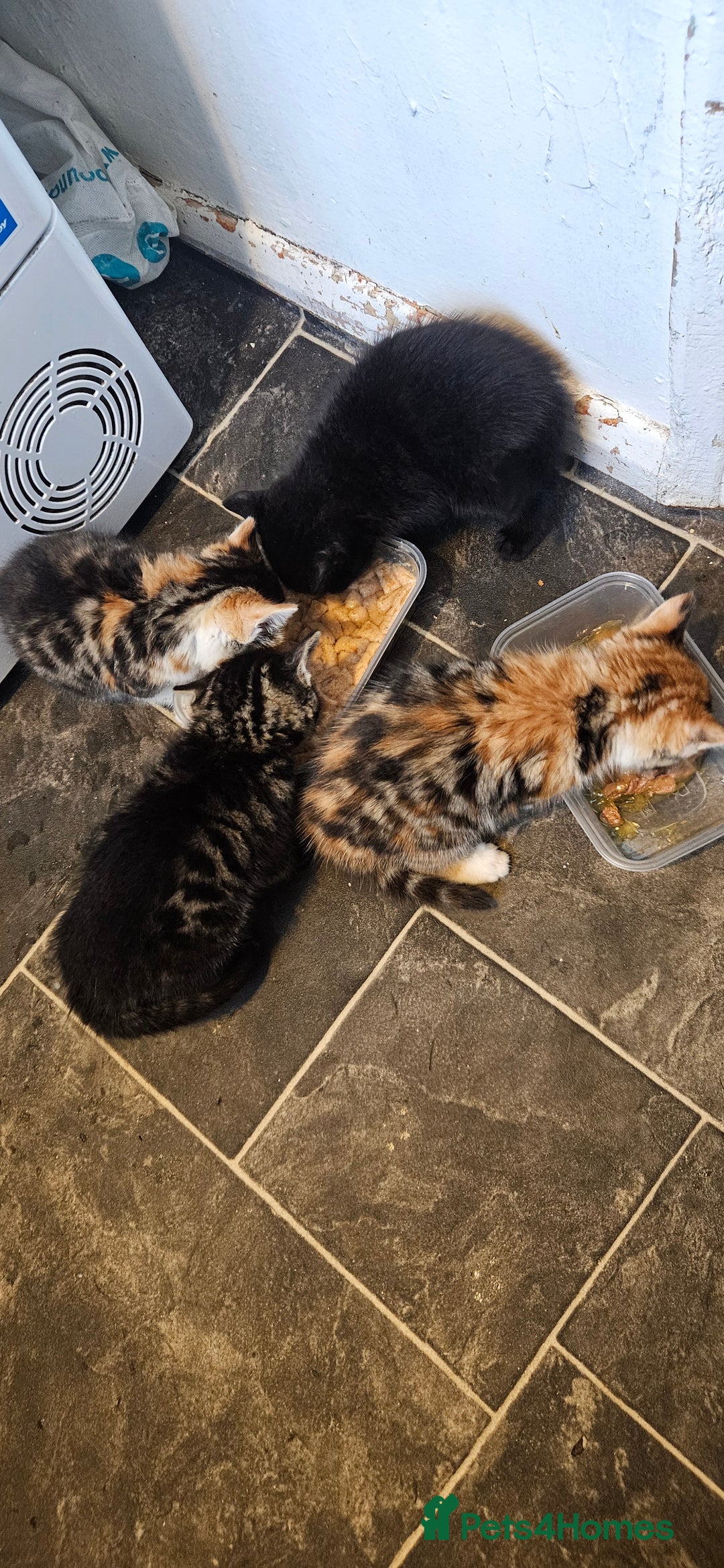 Bengal cats for sale: Kittys:Bengal+British parents  - Advert 23