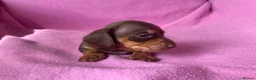 Miniature Dachshund dogs for sale: Quality Miniature Dachshund Puppies - Advert 12