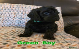 Cockapoo dogs for sale: Gorgeous Cockerpoo Puppies  - Image 16