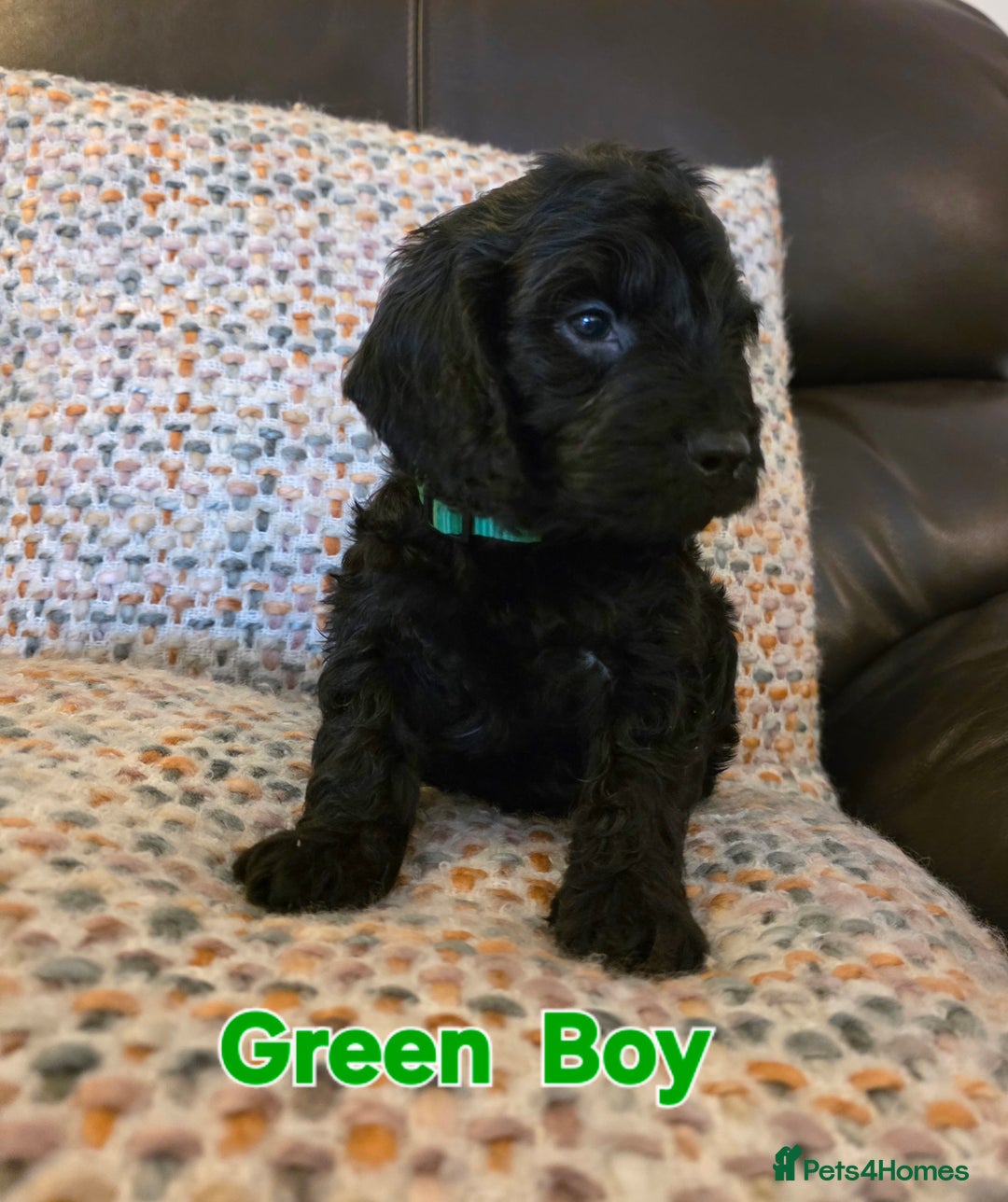 Cockapoo dogs for sale: Gorgeous Cockerpoo Puppies  - Image 16