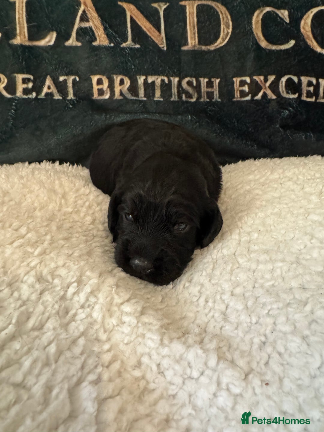 Cocker Spaniel dogs for sale: A gorgeous litter of WCS - Advert 27