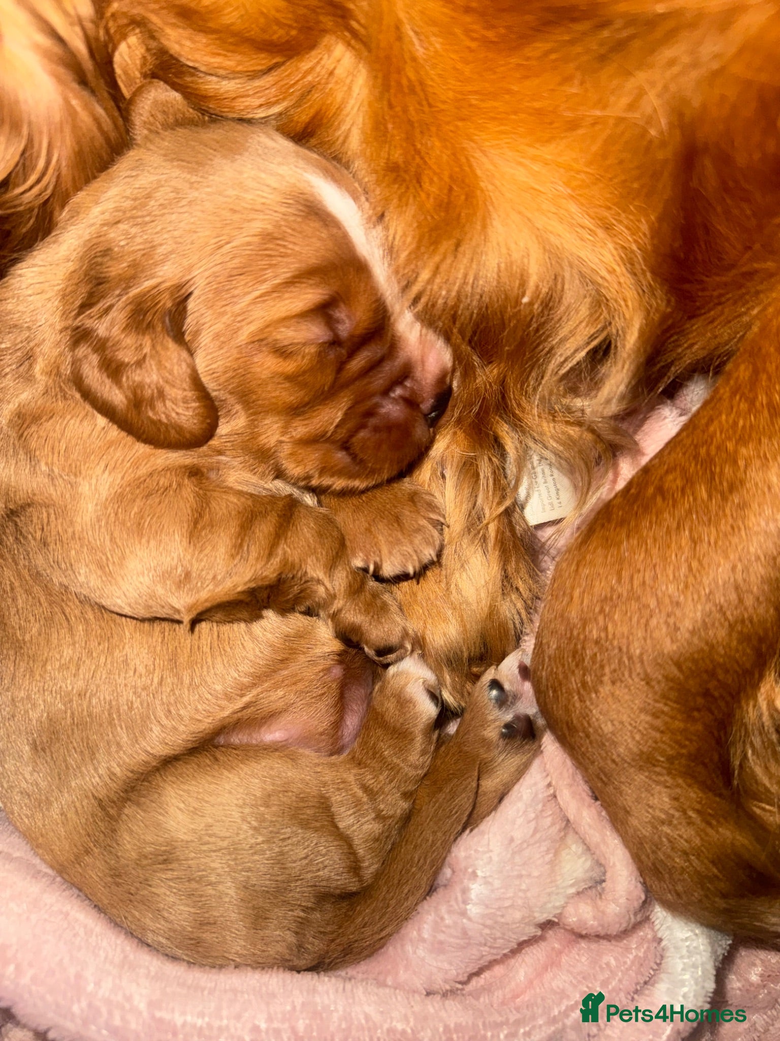 Cocker Spaniel dogs KC COCKER SPANIELS  - Advert 2