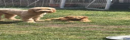 Mixed Breed dogs for sale: Australian double doodles  - Advert 8