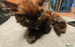 Mixed Breed cats for sale: Fluffy, Gentle Search for a New Home - Image 3