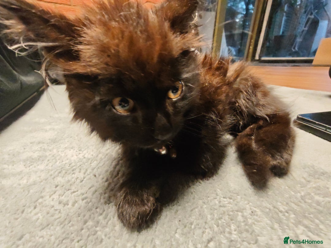Mixed Breed cats for sale: Fluffy, Gentle Search for a New Home - Image 3