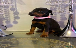 Dobermann dogs for sale: Gorgeous Eu**an Dobermann Puppies - Image 8