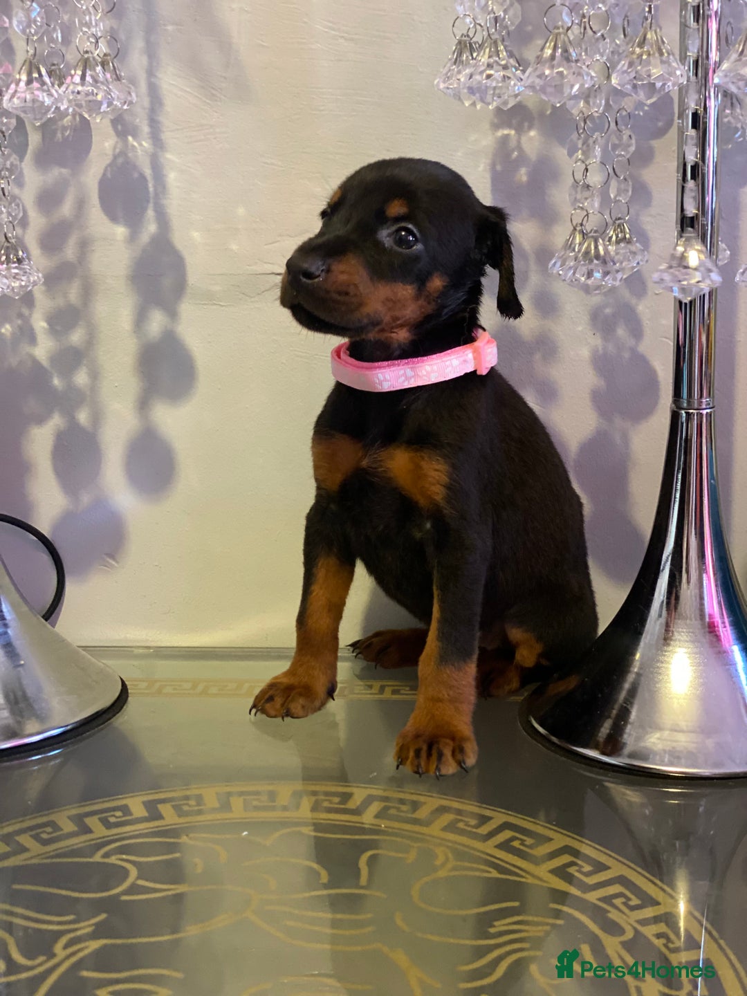 Dobermann dogs for sale: Gorgeous Eu**an Dobermann Puppies - Image 8
