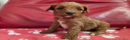 Cavapoo dogs for sale: F1 cavapoos  - Advert 33