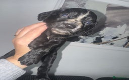 Cocker Spaniel dogs for sale: Cocker spaniels  - Image 21