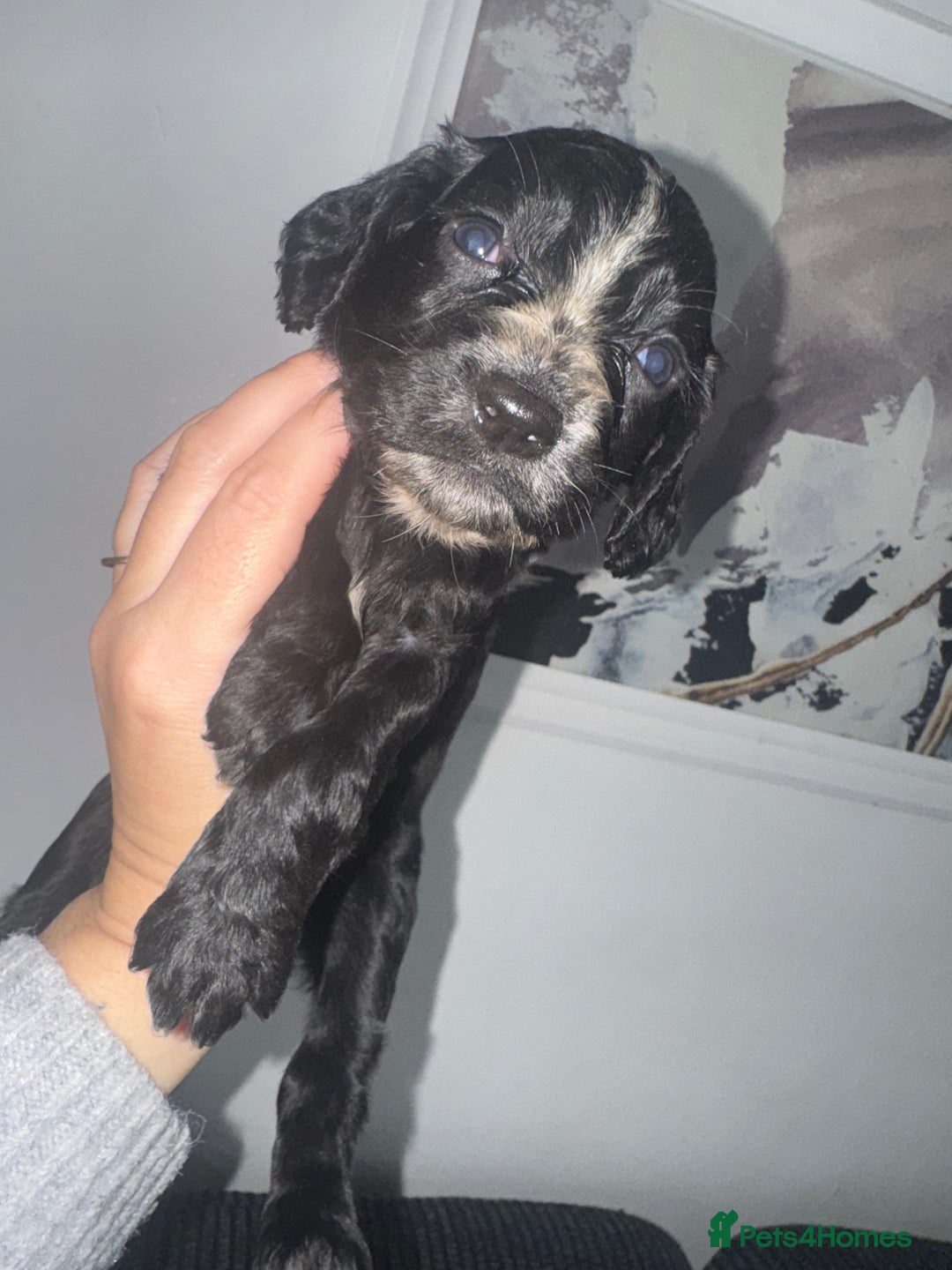 Cocker Spaniel dogs for sale: Cocker spaniels  - Image 21