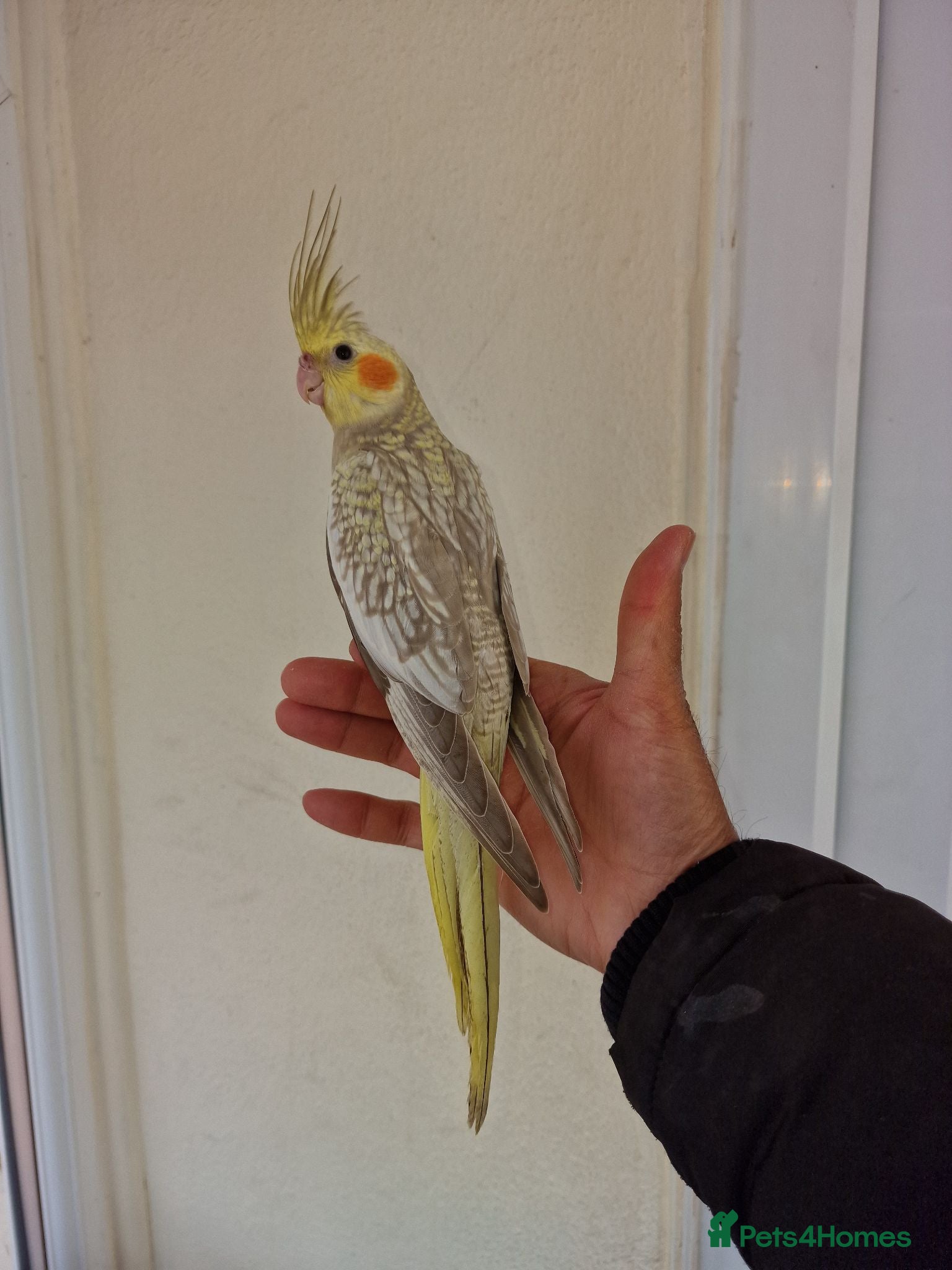 Cockatiels birds Super hand tamed baby cockatiels  - Advert 7