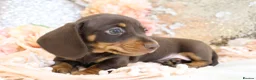 Miniature Dachshund dogs for sale: KC Miniature Dachshund Puppies - Advert 5