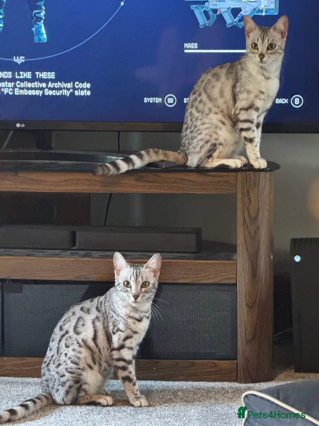Bengal cats for sale: Beautiful Silver Bengal Girl - Image 7